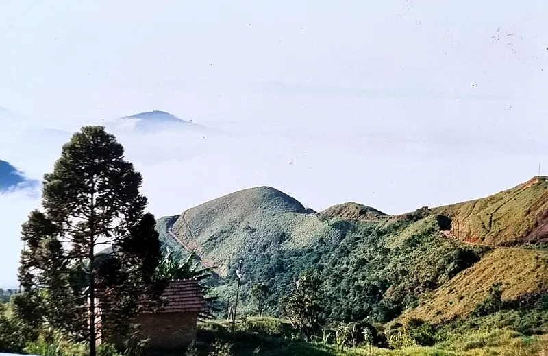 Mantiqueira mountains. An Araucaria angustifolia pine tree in the foreground at left.- State of São Paulo, Brazil